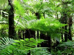 Tree Fern-570.jpg